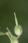 Dovefoot geranium